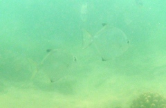 Monodactylus argenteus