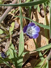 Phacelia davidsonii