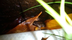 Occidozyga martensii