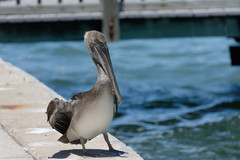 Pelecanus occidentalis