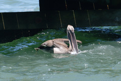 Pelecanus occidentalis