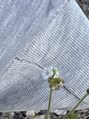 Plagiobothrys tenellus