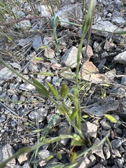 Plagiobothrys tenellus