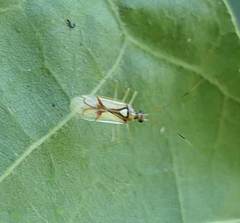 Hyaliodes