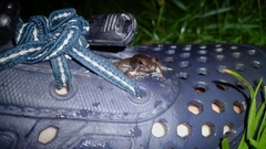 Occidozyga martensii