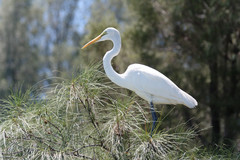 Ardea alba