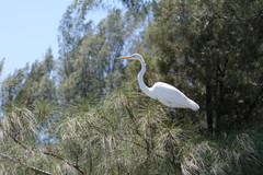 Ardea alba