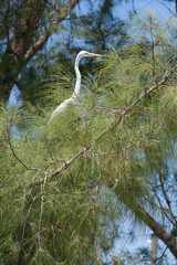 Ardea alba