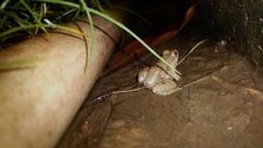 Occidozyga martensii