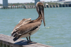 Pelecanus occidentalis