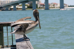 Pelecanus occidentalis