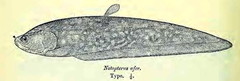 Reticulate Knifefish photo 2
