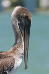 Pelecanus occidentalis