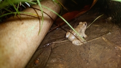 Occidozyga martensii