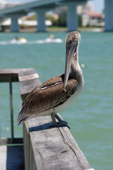 Pelecanus occidentalis
