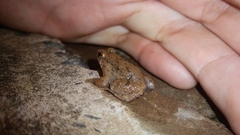 Occidozyga martensii