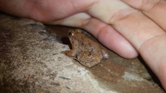 Occidozyga martensii