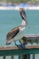 Pelecanus occidentalis