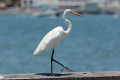 Ardea alba