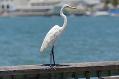 Ardea alba