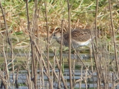 Calidris pugnax
