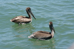 Pelecanus occidentalis