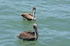 Pelecanus occidentalis