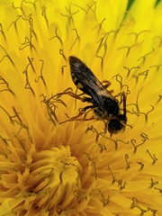 Nomada luteoloides