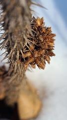 Rhopalomyia grossulariae