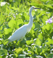 Egretta thula