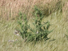 Emberiza calandra