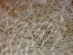 Gilchristella aestuaria