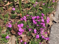 Phlox nivalis