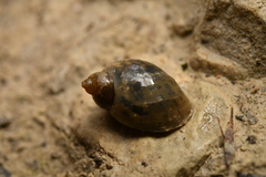 Ampullaceana balthica