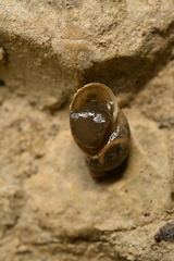 Ampullaceana balthica