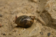 Ampullaceana balthica