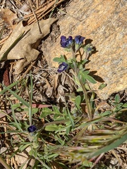 Phacelia davidsonii