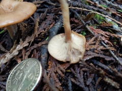 Rhizocybe
