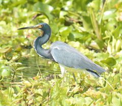 Egretta tricolor