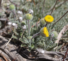 Erigeron aphanactis