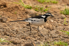 Motacilla aguimp