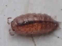 Trichoniscus pusillus