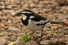 Motacilla aguimp