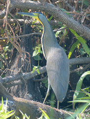 Tigrisoma mexicanum