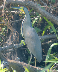 Tigrisoma mexicanum