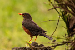 Turdus abyssinicus
