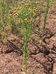 Helenium microcephalum
