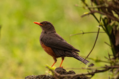 Turdus abyssinicus