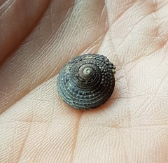 Tegula verrucosa