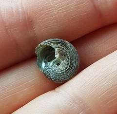 Tegula verrucosa